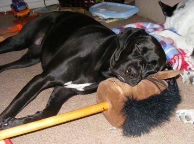 The right side of a black with white Boxapoint that is sleeping on a plush horse head attached to a pole. There is another dog sleeping behind it.