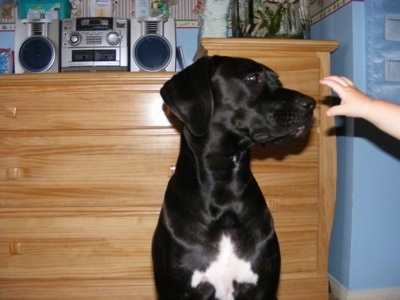 A black with white Boxapoint is sitting in front of a cabinet, in a room and it is looking at a childs hand to the right of it.