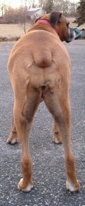 The back end of Allie the Boxer who is standing on a blacktop and looking to the right