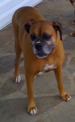 Allie the Boxer is standing on a stone porch and looking to the left