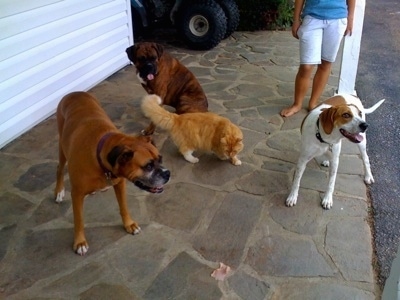 Darley the Beagle Mix, Bruno the Boxer and Allie the Boxer with a cat standing on a porch with a piece of Ham in front of them