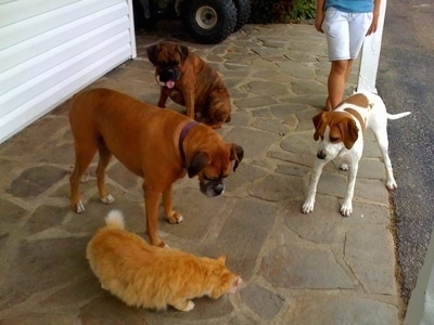 Darley the Beagle Mix, Bruno the Boxer and Allie the Boxer watch the Cat eat the ham