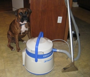 Bruno the Boxer sitting behind a steam cleaner