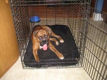 Bruno the Boxer laying in his crate with his tongue out