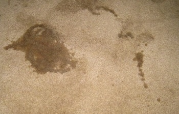 Pee on the Carpet