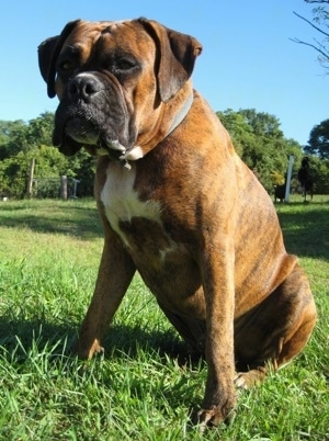 Bruno the Boxer at 16 months old sitting outside