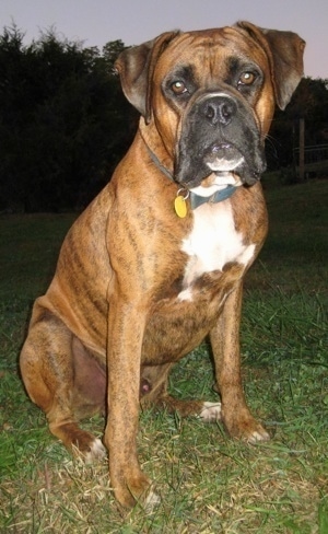 Bruno the Boxer sitting outside at night time