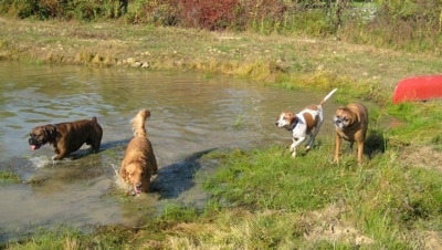 Rusty the Golden Retriever and Bruno the Boxer walk through a pond. With Darley the Beagle Mix and Allie the Boxer walking along the side