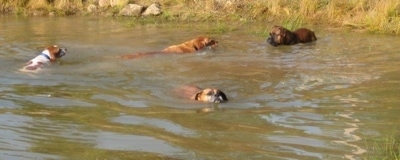Allie the Boxer, Bruno the Boxer, Rusty the Golden Retriever and Darley the Beagle mix all swimming through the pond