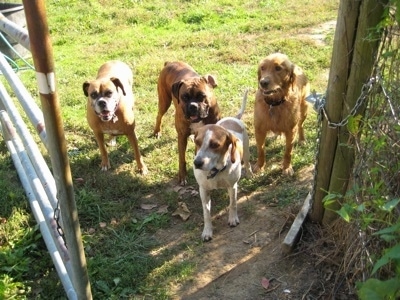 Allie the Boxer, Bruno the Boxer, Rusty the Golden Retriever and Darley the Beagle Mix waiting in front of a gate.