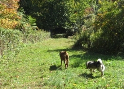 Bruno the Boxer and Tia the Norwegian Elkhound walking into the woods