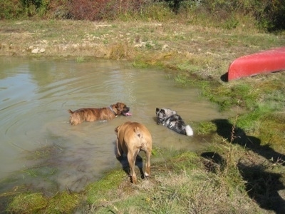 Bruno the Boxer, Tia the Norwegian Elkhound and Allie the Boxer are now swimming in a pond