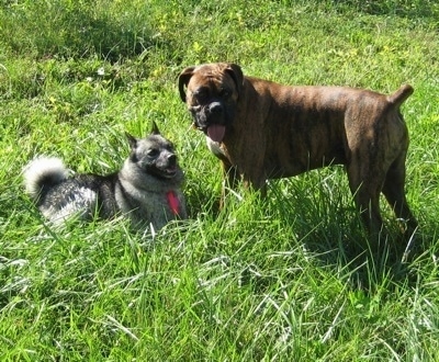 Bruno the Boxer standing in front of Tia the Norwegian Elkhound who is laying in the grass