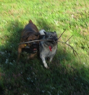 Tia the Norwegian Elkhound is running with a stick and Bruno the Boxer is trying to take the stick from her