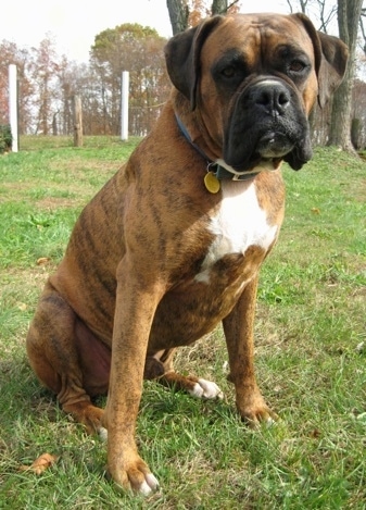 Bruno the Boxer - 1 1/2 years old sitting outside