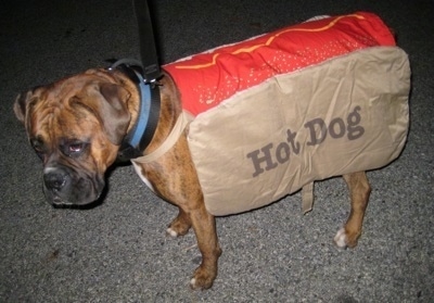 Bruno the Boxer wearing a hot dog costume