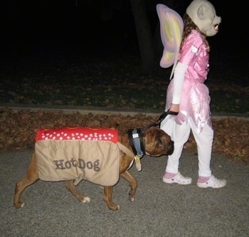 Bruno the Boxer wearing a hot dog costume being walked by a girl dressed as a flying pig