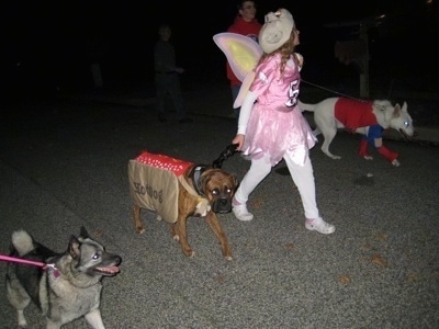 Bruno the Boxer wearing a hot dog costume being walked with other dogs. One dressed as Superman with Tia the Norwegian Elkhound and a girl dressed as a flying pig