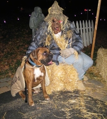 Bruno the Boxer wearing a hot dog costume sitting next to a person wearing a scarecrow costume