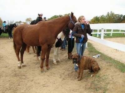 Bruno the Boxer sitting in front of Amie and a Horse watching a rodeo