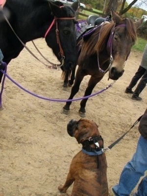 Bruno the Boxer sitting with two horses