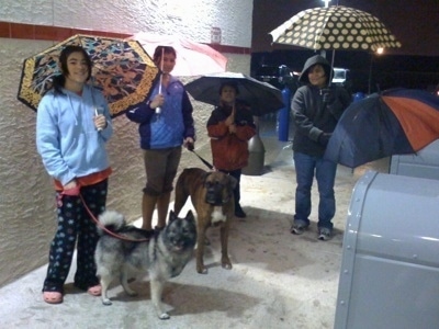 Bruno the Boxer with Tia the Norwegian Elkhound and people standing in front of a Wawa