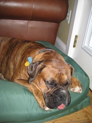 Bruno the Boxer sleeping with his tongue out
