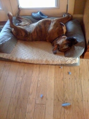 Bruno the Boxer sleeping in a dog bed on his back with pieces of Sara's shoe around him
