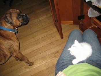 Bruno the Boxer avoiding eye contact with Kung Foo Kitty that is in the lap of the owner