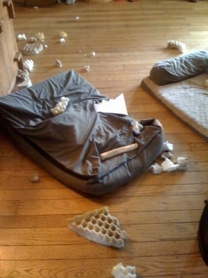 Chewed up dog bed