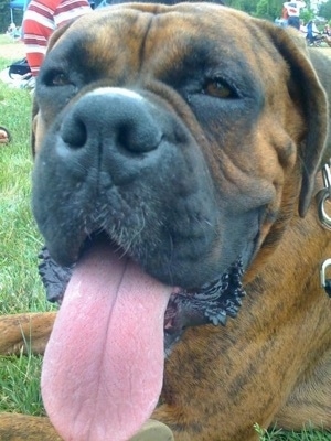 Close Up - Bruno the Boxers face
