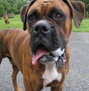 Close Up - Bruno the Boxer slobbering with Allie the Boxer sitting in the background
