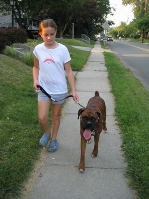 Sara and Bruno the Boxer walking down the street with zero distractions