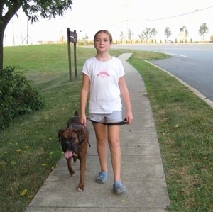 Sara walking Bruno the Boxer, with his tongue out, down a sidewalk