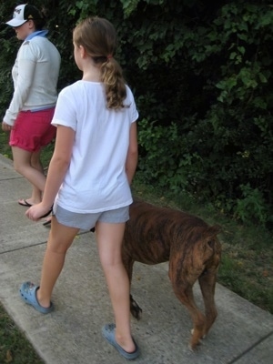 Sara and Bruno the Boxer walking down the street with a person in front of them
