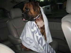 Bruno the Boxer sitting in a van with a towel wrapped around him and his tongue sticking out