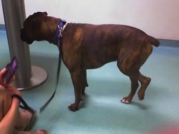 Left Profile - Bruno the Boxer in the veterinarians office with his left hind leg in the air