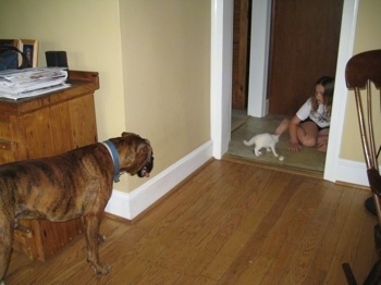 Bruno the Boxer looking at a girl play with Kung foo Kitty