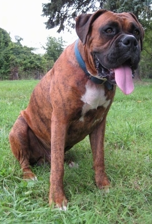 Bruno the Boxer at 1 year 3 months old, sitting outside with his mouth open and tongue out