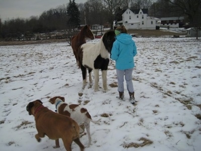 Amie in front of Jasmin the Pony while Allie the Boxer and Darley the Beagle Mix walk around the snow