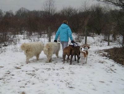 Amie walking Five dogs in snow towards the fenceline