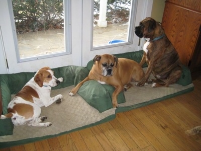 Tia the Elkhound with Allie and Bruno the Boxer laying on a dog bed in front of a door