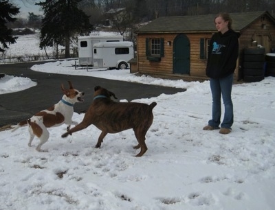Bruno the Boxer and Darley the Beagle Mix playing. Amie watches