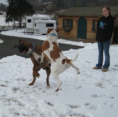 Bruno the Boxer and Darley the Beagle jumping in the air while they play