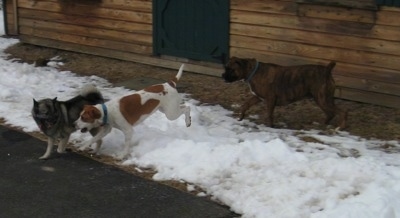 Tia the Elkhound, Darley the Beagle mix and Bruno the Boxer running in snow