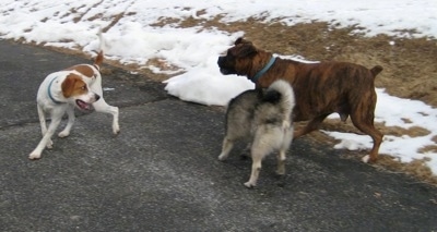 Tia the Elkhound biting at Bruno the Boxers leg