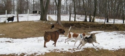 Tia the Elkhound playing with Bruno the Boxer and Darley the Beagle Mix