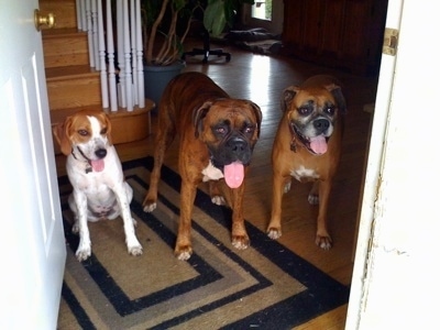 Darley the Beagle Mix sitting on a rug in front of the door, while Bruno the Boxer and Allie the Boxer stand in front of the door
