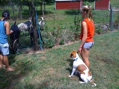 Darley the Beagle mix sitting next to Amie in front of goats behind a chain link fence