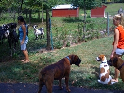 Darley the Beagle Mix sitting next to Amie with Bruno the Boxer and Allie the Boxer standing on the blacktop